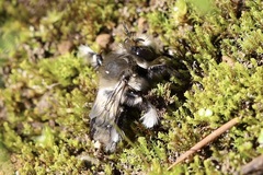 Anthophora pacifica