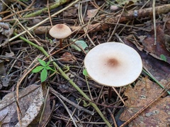 Marasmius cohaerens lachnophyllus