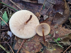 Marasmius cohaerens lachnophyllus