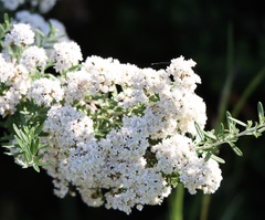 Ozothamnus secundiflorus