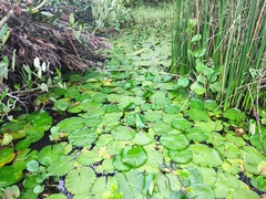 Nymphaea nouchali caerulea