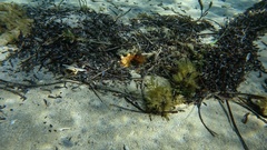 Macroctopus maorum