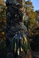 Prosthechea karwinskii