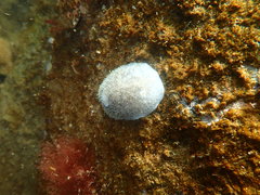 Acanthodoris
