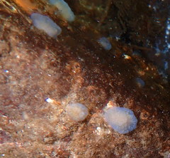 Distaplia
