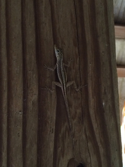 Anolis conspersus