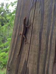 Anolis conspersus