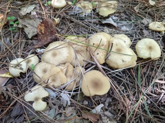 Lyophyllum multiforme