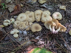 Lyophyllum multiforme