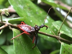 Erbessus rufiventris