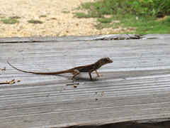 Anolis conspersus