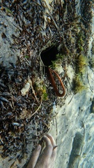 Macroctopus maorum