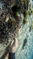 Macroctopus maorum