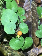 Geophila