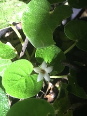 Geophila
