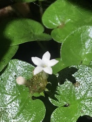 Geophila