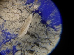 Frondicularia gigas