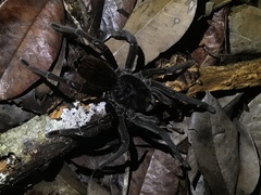 Megaphobema
