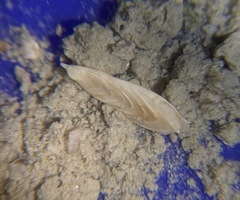Frondicularia gigas