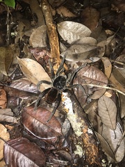 Megaphobema