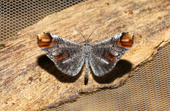 Macrosoma paularia