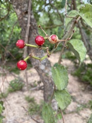 Cissus rotundifolia rotundifolia