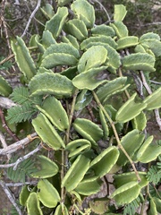 Cissus rotundifolia rotundifolia