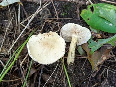 Tricholoma odorum