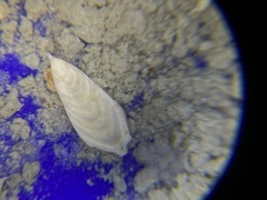 Frondicularia gigas