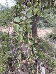 Cissus rotundifolia rotundifolia