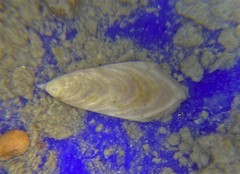 Frondicularia gigas