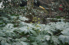 Fatsia japonica