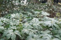 Fatsia japonica