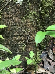 Stenocercus fimbriatus