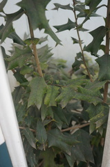 Osmanthus heterophyllus