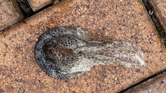 Pseudonaja textilis