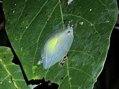 Gaeotis nigrolineata