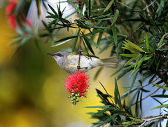 Lichmera indistincta limbata