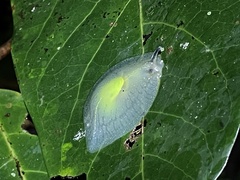 Gaeotis nigrolineata