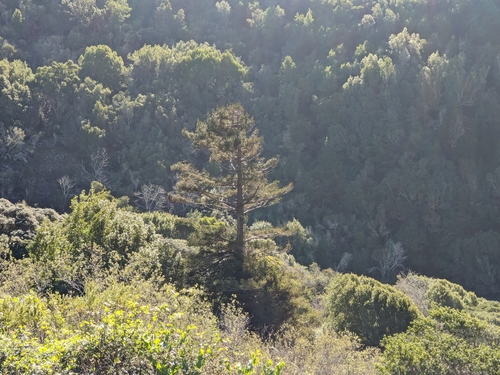 Sequoia, photographed by an iNaturalist contributor