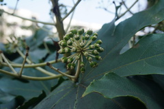 Fatsia japonica