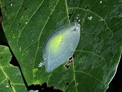 Gaeotis nigrolineata