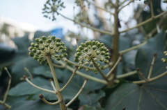 Fatsia japonica