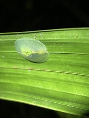 Gaeotis nigrolineata