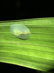 Gaeotis nigrolineata