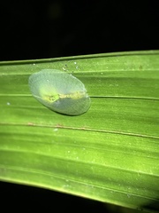 Gaeotis nigrolineata