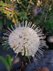 Cephalanthus salicifolius