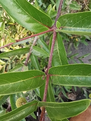 Cephalanthus salicifolius