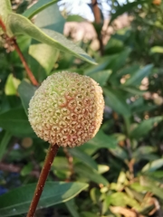 Cephalanthus salicifolius