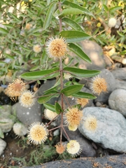 Cephalanthus salicifolius